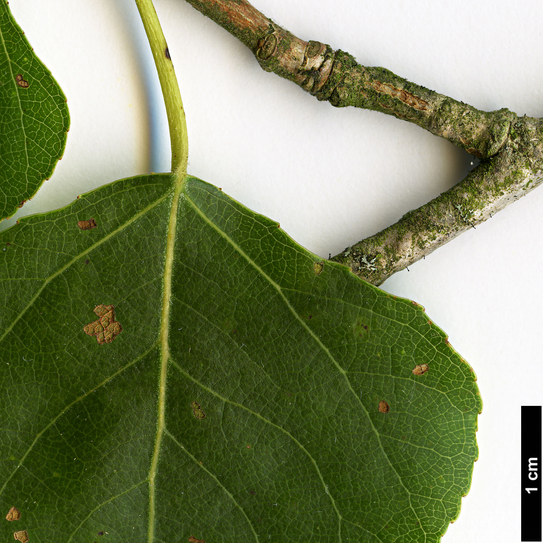 High resolution image: Family: Salicaceae - Genus: Populus - Taxon: nigra - SpeciesSub: subsp. betulifolia